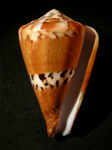 Conus capitaneus Linnaeus, 1758 ; the Philippines
