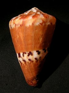 Conus capitaneus Linnaeus, 1758 ; the Philippines