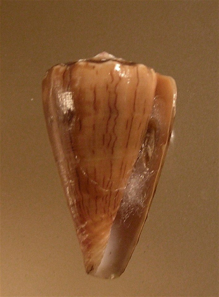 Conus princeps Linnaeus, 1758; Conidae; Panama