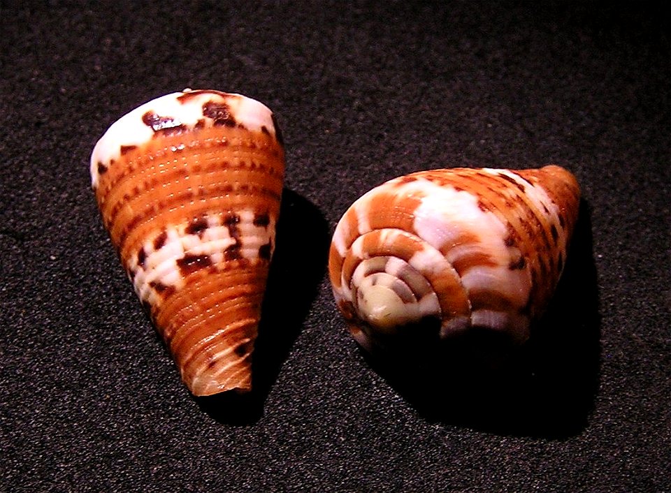 Conus capitaneus Linnaeus, 1758 ; the Philippines