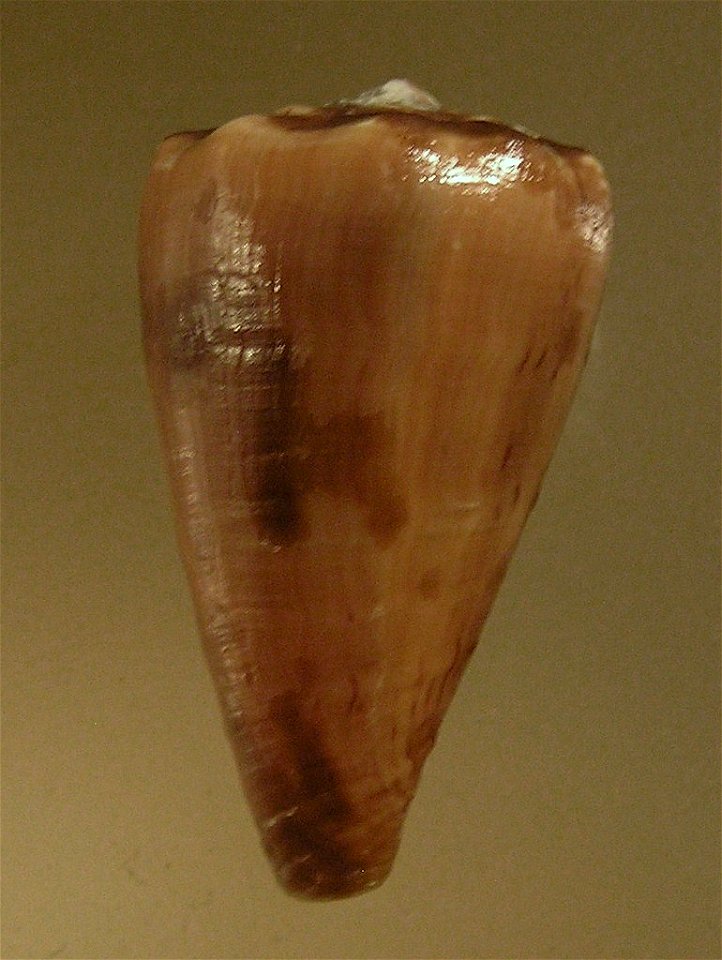 Conus princeps Linnaeus, 1758; Conidae; Panama