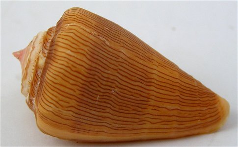 Conus princeps Linnaeus, 1758  (synonym: Conus princeps var. apogrammatus Dall, 1910); Conidae; Panama