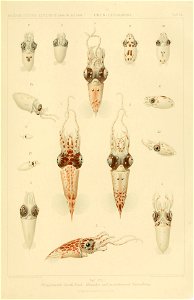 Pterygioteuthis giardi