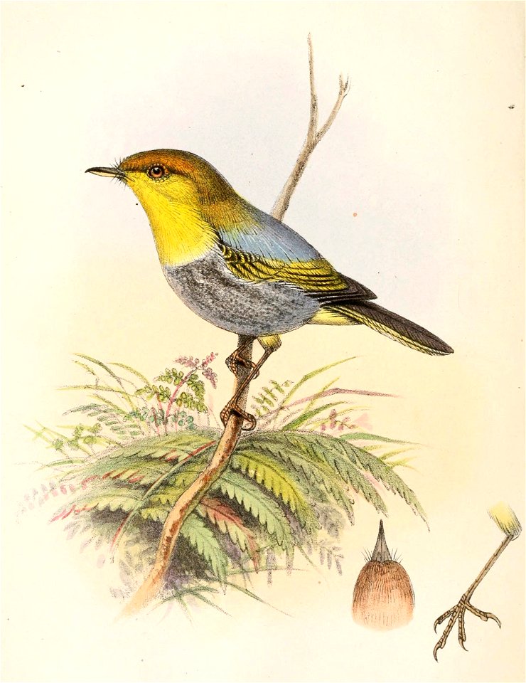 English:  « Pindalus ruficapillus » = Phylloscopus ruficapilla ruficapilla (Subspecies of Yellow-throated Woodland Warbler)Français :  « Pindalus ruficapillus&#