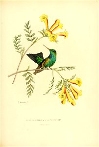 Chrysomirus angustipennis = Chlorostilbon gibsoni[1]