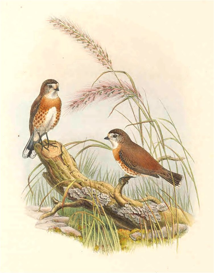 Xerophila pectoralis (=Aphelocephala pectoralis) in The birds of New Guinea and the adjacent Papuan islands, including many new species recently discovered in Australia. v.3 (Plate 27).