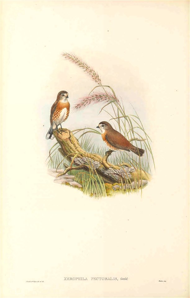 Xerophila pectoralis (=Aphelocephala pectoralis) in The birds of New Guinea and the adjacent Papuan islands, including many new species recently discovered in Australia. v.3 (Plate 27).