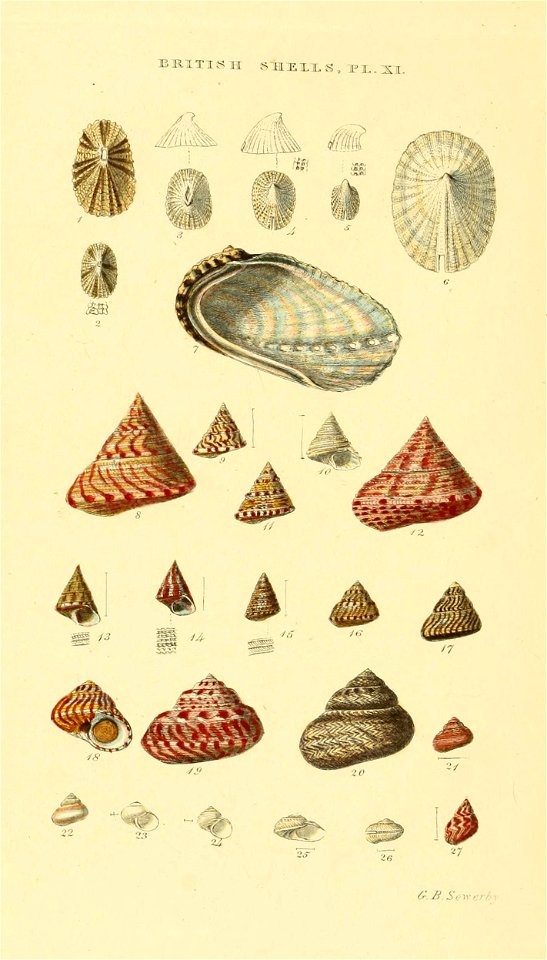 Illustrated Index of British Shells. Plate XI.

1
Fissurella reticulata
Diodora graeca
2
Fissurella costaria
Diodora italica (?)
3
Puncturella Noachina
Puncturella noachina
4
Emarginula reticulata
Ema