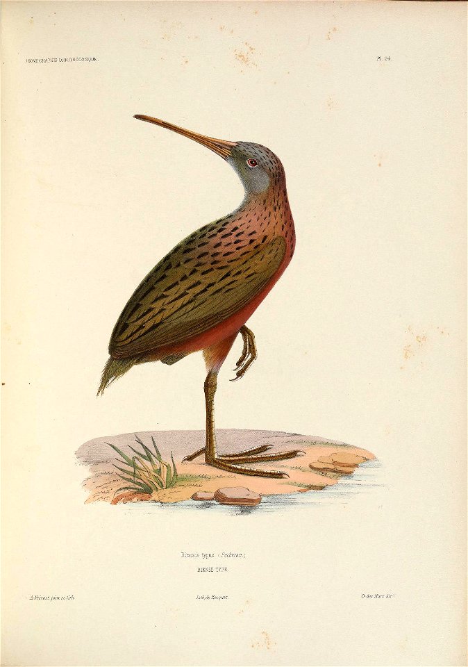 ICONOGRAPHIE ORNITHOLOGIOUE 
PL '24. 
Biens is typus, (Pucheran.) 
BIENSE TYPE. 
A: Prévost pmx. et lith . 
Lié. de Becquet. 

0. des Murs dix-