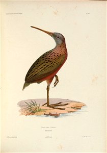 ICONOGRAPHIE ORNITHOLOGIOUE 
PL '24. 
Biens is typus, (Pucheran.) 
BIENSE TYPE. 
A: Prévost pmx. et lith . 
Lié. de Becquet. 

0. des Murs dix-