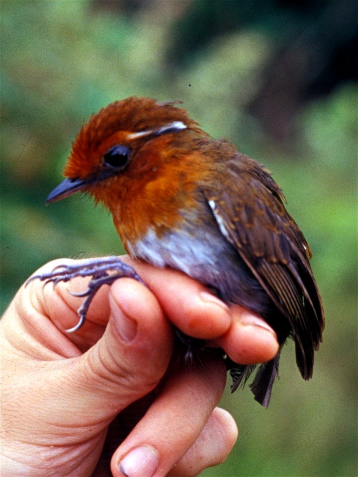 Chestnut-crowned Gnateater (Conopophaga castaneiceps). Female from Cordillera del Cóndor, Ecuador.