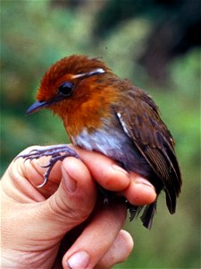 Chestnut-crowned Gnateater (Conopophaga castaneiceps). Female from Cordillera del Cóndor, Ecuador.