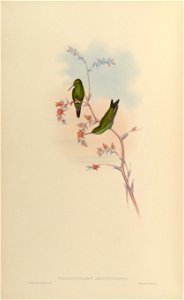 Chlorostilbon angustipennis = Chlorostilbon gibsoni[1]