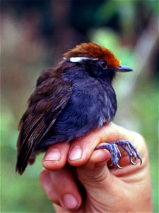 Chestnut-crowned Gnateater (Conopophaga castaneiceps). Male from Cordillera del Cóndor, Ecuador.