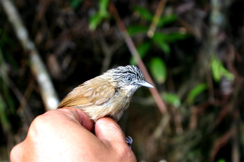 Macronus striaticeps