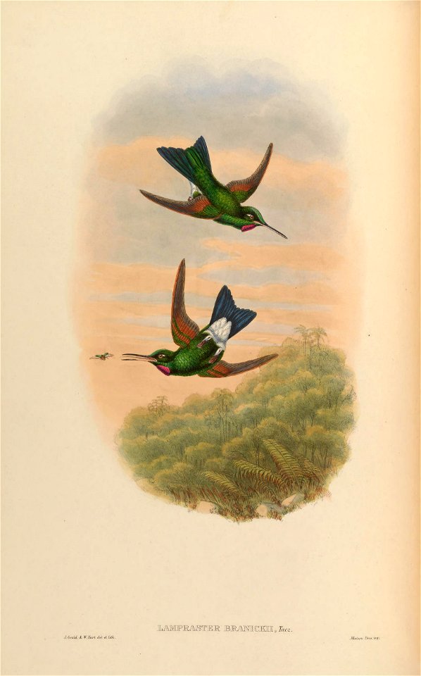 Lampraster branickii = Heliodoxa branickii