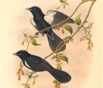 Piezorhynchus axillaris = Symposiachrus axillaris - The birds of New Guinea and the adjacent Papuan islands : including many new species recently discovered in Australia. v.2 (Plate 51).