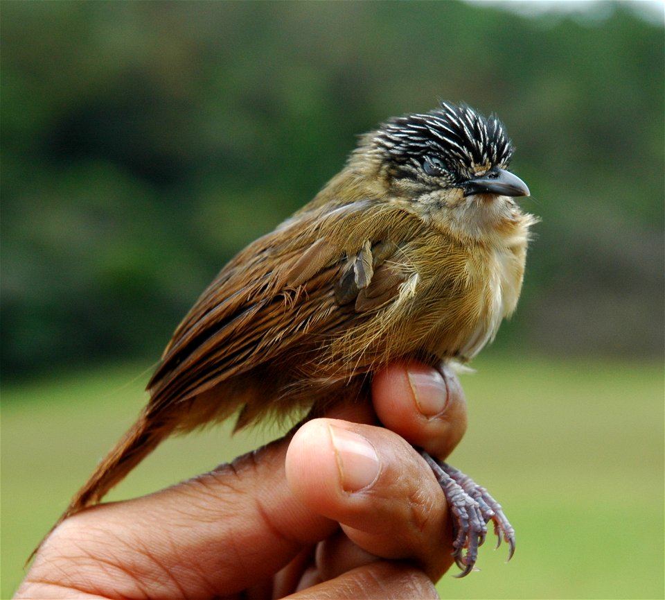 Macronus striaticeps