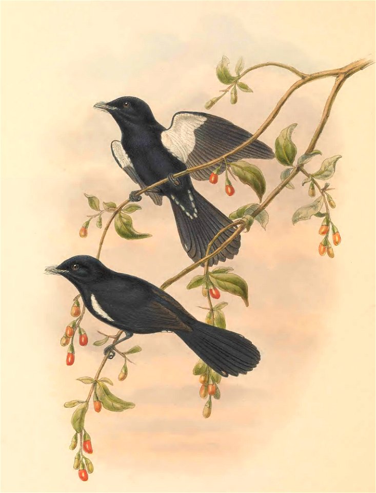Piezorhynchus axillaris = Symposiachrus axillaris - The birds of New Guinea and the adjacent Papuan islands : including many new species recently discovered in Australia. v.2 (Plate 51).
