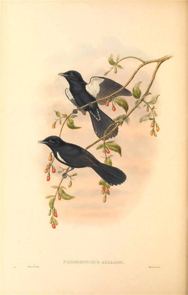 Piezorhynchus axillaris = Symposiachrus axillaris - The birds of New Guinea and the adjacent Papuan islands : including many new species recently discovered in Australia. v.2 (Plate 51).