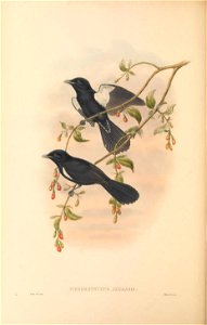 Piezorhynchus axillaris = Symposiachrus axillaris - The birds of New Guinea and the adjacent Papuan islands : including many new species recently discovered in Australia. v.2 (Plate 51).