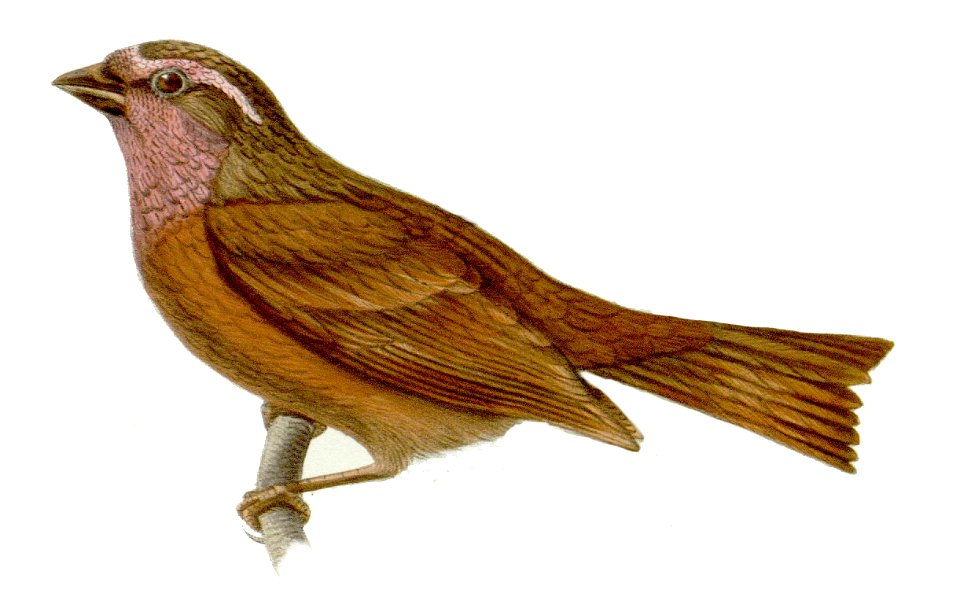 Carpodacus edwardsii