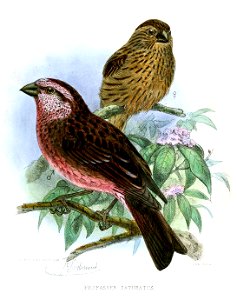Carpodacus sp., Propasser saturatus  Blanford, 1872 = Carpodacus edwardsii rubicundus[1]