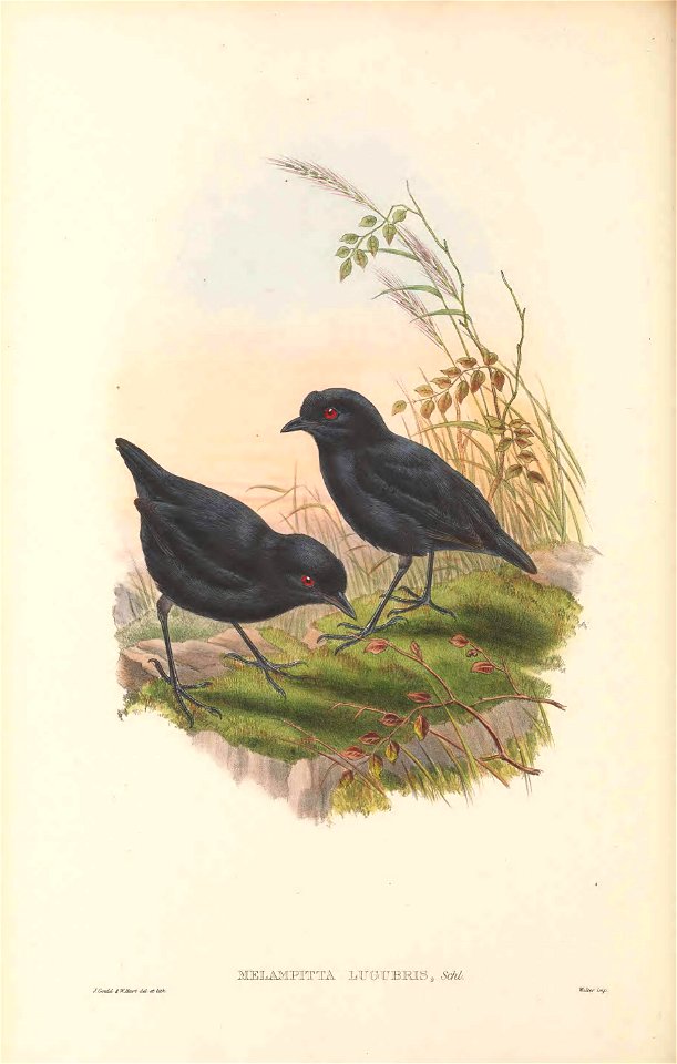 Melampitta lugubris in The birds of New Guinea and the adjacent Papuan islands, including many new species recently discovered in Australia. v.4. (Plate 28)