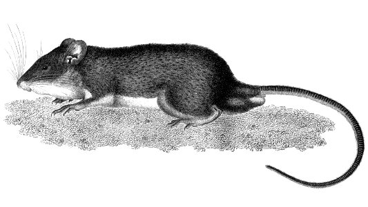 Trinidad spiny pocket mouse  (Heteromys anomalus), illustration from first description of John Vaughan Thompson, 1815