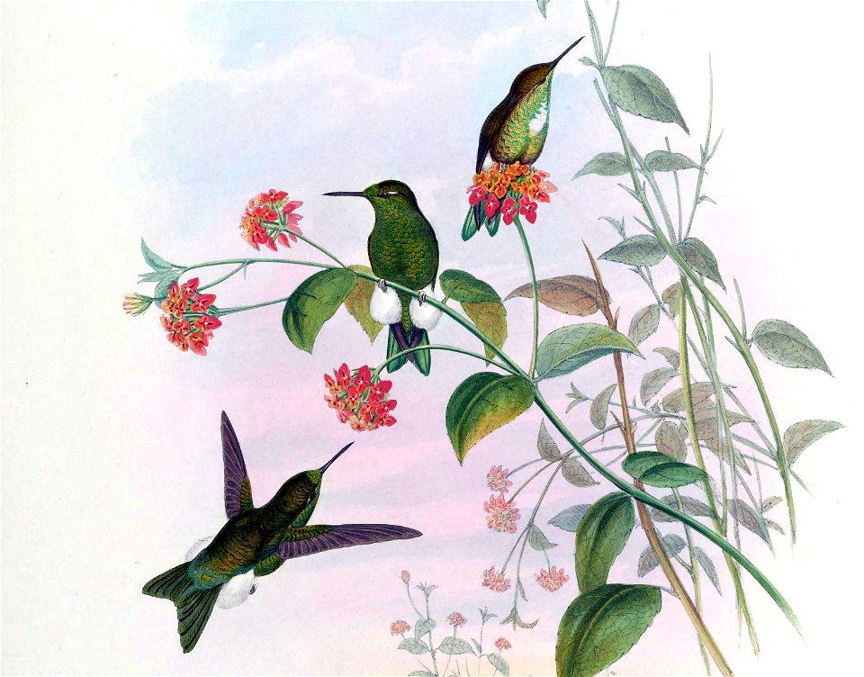 Eriocnemis aline = Syn: Eriocnemis alinae in John Gould's Hummingbirds ISBN 978-1555216610