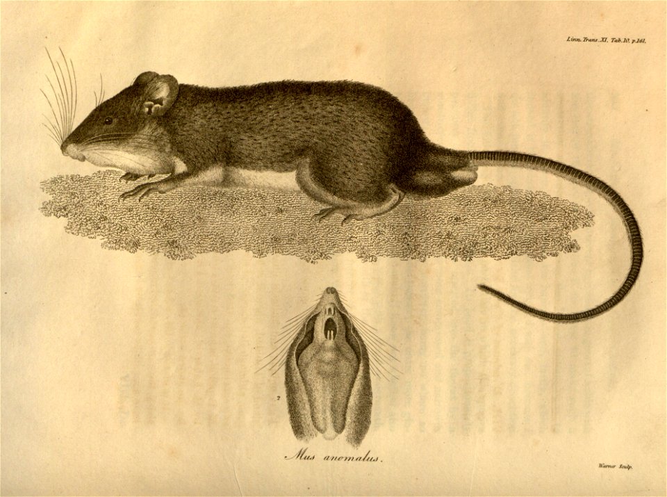 Trinidad spiny pocket mouse  (Heteromys anomalus), illustration from first description of John Vaughan Thompson, 1815