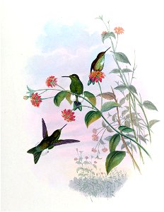 Eriocnemis aline = Syn: Eriocnemis alinae in John Gould's Hummingbirds ISBN 978-1555216610 photo