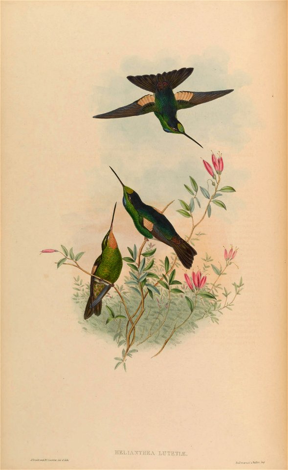 Helianthea lutetiae = Coeligena lutetiae [1]
