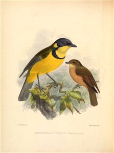 J &.Keulemajis litli 
M.&lvr.HajLh2Lrtmp 

PACHYCEPHALA TORQUATA. (Larard.) sp.nov.