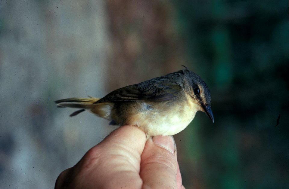 Buff-rumped Warbler Phaeothlypis fulvicauda (syn. Basileuterus fulvicauda) from the NBII Image Gallery. Photographed in Equador.