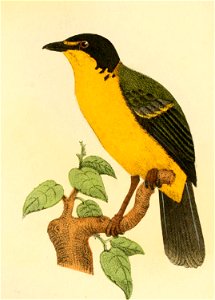 Hartlaub and Finsch Beitrag zur fauna Centralpolynesiens. Ornithologie der Viti, Samoa und Tongainseln , 
Plate 8, Tafel VIII., *Fig 2. Pachycephala Gräffei. Hartl.  Bremer Mus.) Valid name Pachycepha