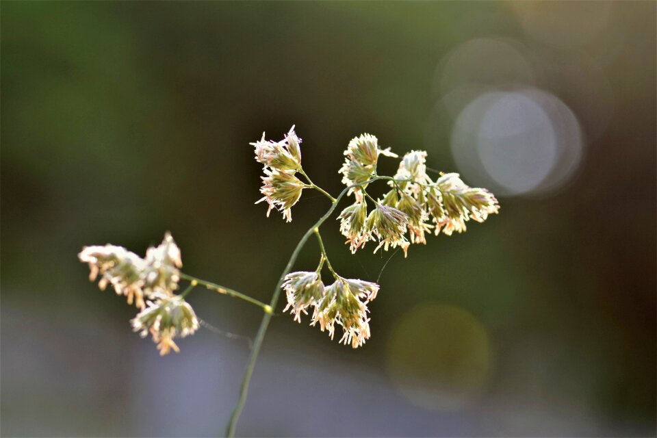 Nature grasses blade of grass