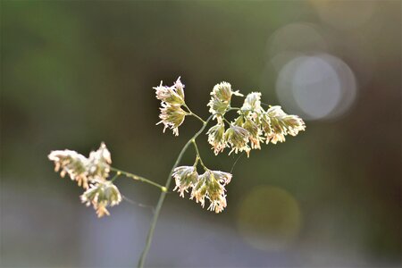 Nature grasses blade of grass photo