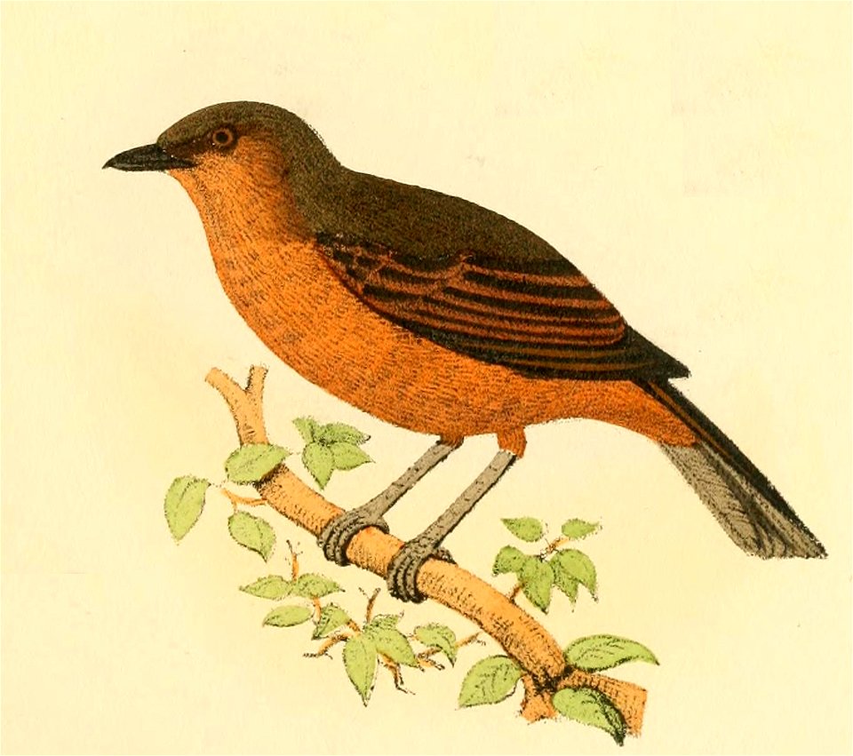 Fig. 3. P vitiensis. Gray (Mus. Godeffroy) Valid name Pachycephala vitiensis Gray, 1860