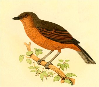 Fig. 3. P vitiensis. Gray (Mus. Godeffroy) Valid name Pachycephala vitiensis Gray, 1860