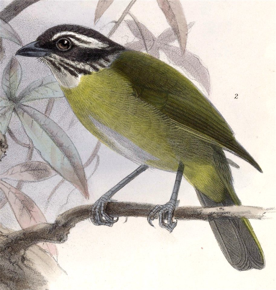 English:  « Chlorospingus pileatus » = Chlorospingus pileatus (Sooty-capped Bush-tanager)Français :  « Chlorospingus pileatus » = Chlorospingus pileatus (C