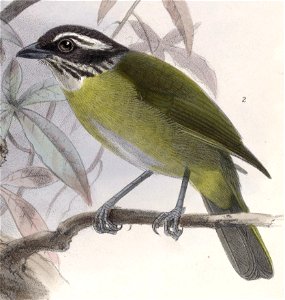 English:  « Chlorospingus pileatus » = Chlorospingus pileatus (Sooty-capped Bush-tanager)Français :  « Chlorospingus pileatus » = Chlorospingus pileatus (C