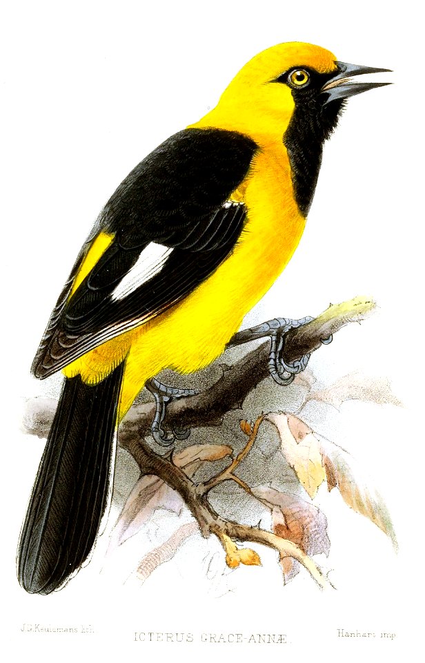 Icterus graceannae