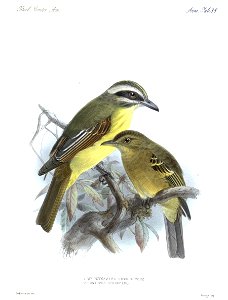 English:  « Myiodynastes hemichrysus » = Myiodynastes hemichrysus (Golden-bellied Flycatcher)Français :  « Myiodynastes hemichrysus » = Myiodynastes hemich