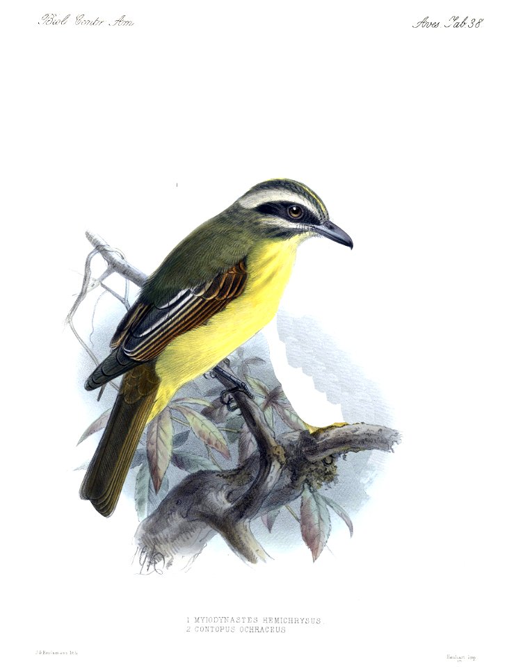 English:  « Myiodynastes hemichrysus » = Myiodynastes hemichrysus (Golden-bellied Flycatcher)Français :  « Myiodynastes hemichrysus » = Myiodynastes hemich