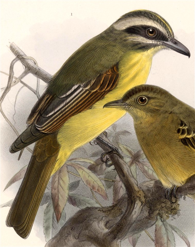 English:  « Myiodynastes hemichrysus » = Myiodynastes hemichrysus (Golden-bellied Flycatcher)Français :  « Myiodynastes hemichrysus » = Myiodynastes hemich