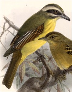 English:  « Myiodynastes hemichrysus » = Myiodynastes hemichrysus (Golden-bellied Flycatcher)Français :  « Myiodynastes hemichrysus » = Myiodynastes hemich