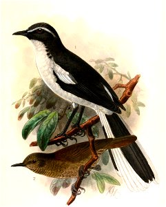 English:  
« Xenocopsychus ansorgei » = Cossypha ansorgei (Angolan cave chat)
« Graueria vittata » = Graueria vittata (Grauer's warbler)Français :  
«&#160