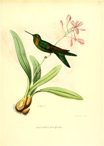 Eriocnemis mosquerae