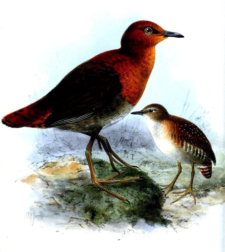Zapornia watersi=Sarothrura watersi